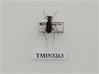 藏品(縱紋虎甲蟲)的圖片